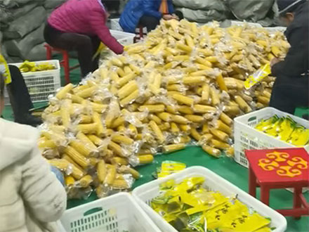 鲜食玉米漂烫流水线